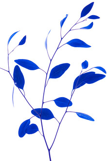 Magda Izzard, Delicate Branch - Blue (Großbritannien, Europa)