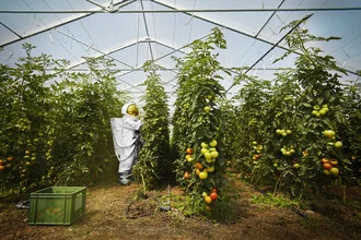 Protestonaut in a greenhouse with tomatoes, friendly and calm atmosphere.