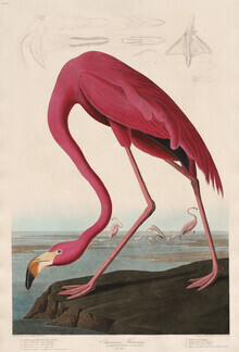 Vintage Nature Graphics, Pink Flamingo - Vintage Illustration - Germany, Europe)