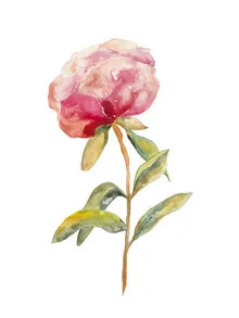 Wall art by Christina Wolff: delicate peony in soft colors