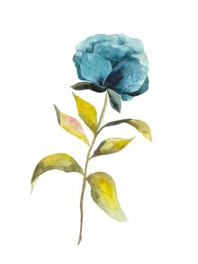 Christina Wolff, Blue Peony (Germany, Europe)