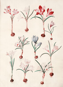 Vintage Nature Graphics, Crocus vernus (vår-krokus) (Deutschland, Europa)