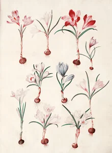 Illustration of a crocus: soft colors and fine details showcasing the bloom.