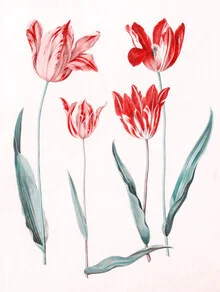 Illustration of a tulip in soft colors, conveying a calm botanical mood.