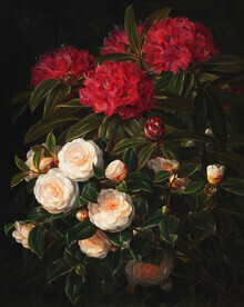 Art Classics, J.L. Jensen: Kamelier og rhododendron
