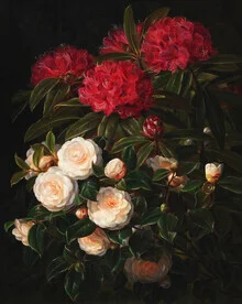 Illustration by J.L. Jensen: Camellias and rhododendrons in soft colors.