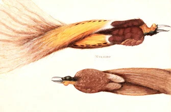 Illustration by Christoph Amberger: two paradise birds on a branch