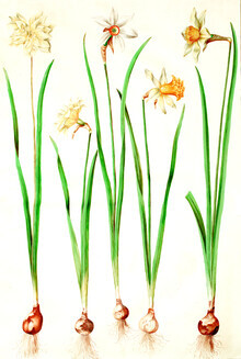 Vintage Nature Graphics, Vintage Illustration Narzissen (Deutschland, Europa)