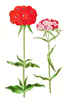 Vintage Nature Graphics, Vintage Illustration Blumen (Deutschland, Europa)