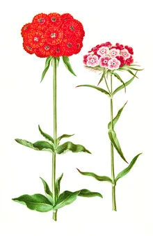 Vintage illustration of flowers in soft colors and fine details