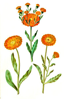 Vintage Nature Graphics, Vintage Illustration Calendula (Deutschland, Europa)