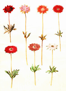 Vintage Nature Graphics, Vintage Illustration Anemone coronaria (Deutschland, Europa)