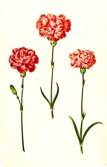 Vintage illustration of Dianthus Caryophyllus with fine details and soft colors.