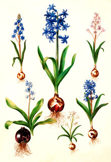 Vintage Nature Graphics, Vintage Illustration verschiedener Blumen (Deutschland, Europa)