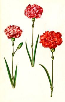 Vintage Nature Graphics, Vintage Illustration Nelken (Deutschland, Europa)