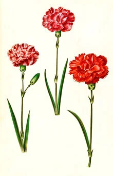 Vintage illustration of carnations featuring soft hues and botanical details.