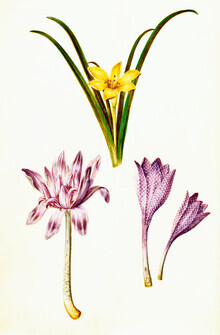 Vintage Nature Graphics, Vintage Illustration Frühlingsblumen (Deutschland, Europa)