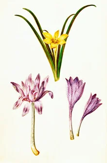 Illustration of spring flowers featuring soft colors and detailed petals.