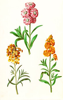 Vintage Nature Graphics, Vintage Illustration blühender Blumen (Deutschland, Europa)