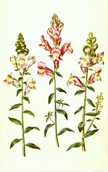 Vintage Nature Graphics, Vintage Illustration Antirrhinum majus (Deutschland, Europa)