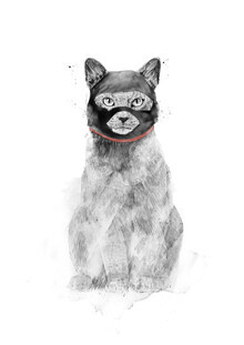 Balazs Solti, Masked cat (Hungary, Europe)