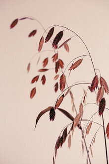 Mareike Böhmer, Grass 21X
