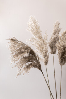 Mareike Böhmer, Grass 24X