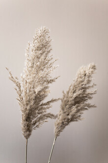 Mareike Böhmer, Grass 22X