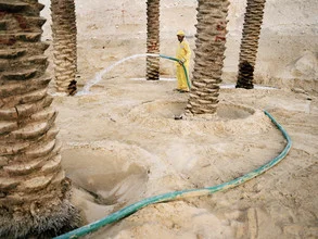 Man watering in the desert, surrounded by palm trees and heat.