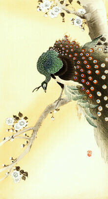 Japanese Vintage Art, Pfau auf einem Kirschblütenbaum von Ohara Koson