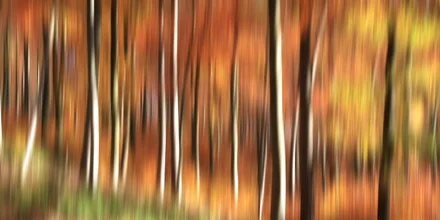Photo art by Thomas Bölke: abstract forest landscape in autumn colors