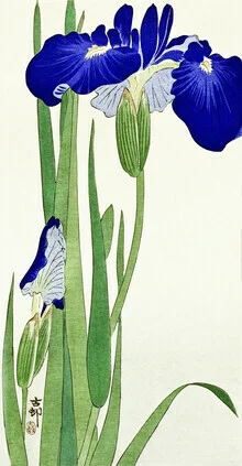 Iris flowers by Ohara Koson - Fineart photography by Japanese Vintage Art