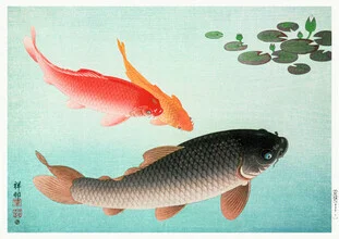 Wall art featuring a koi fish by Vintage Nature Graphics, soft colors and calm mood.