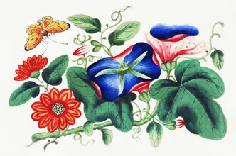 Illustration by Vintage Nature Graphics: flowers with a yellow butterfly