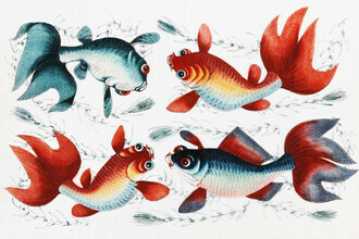Vintage Nature Graphics, Chinese painting featuring two gold and two silver fish (Germany, Europe)