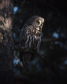 Daniel Öberg, The Great Grey Owl - Sweden, Europe)