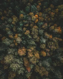 Photo art by Daniel Öberg: autumn colors over a forest from a bird's-eye view