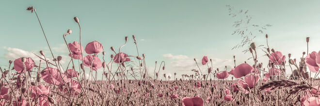 Melanie Viola, Vintage Poppy Field