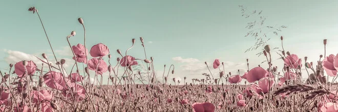 Photo of a dreamy poppy field under a blue sky.