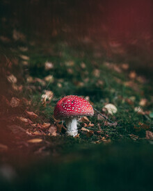 Daniel Öberg, Fly agaric - Sweden, Europe)