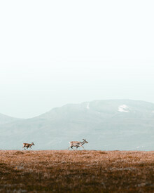 Daniel Öberg, Reindeers in the mountains - Sweden, Europe)