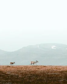 Reindeers in the mountains - Fineart photography by Daniel Öberg