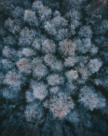 Daniel Öberg, Winter woods - Sweden, Europe)