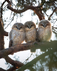 Daniel Öberg, Three cat owls (Sweden, Europe)