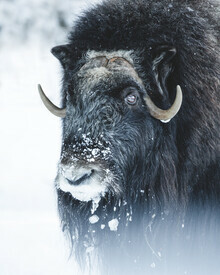 Daniel Öberg, The Mysk Ox (Sweden, Europe)