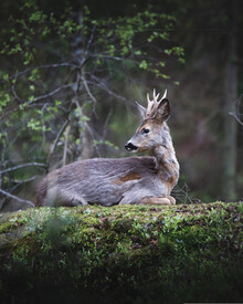 Daniel Öberg, Deer (Sweden, Europe)