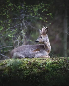 Portrait of a deer in Swedish nature, surrounded by gentle woods.