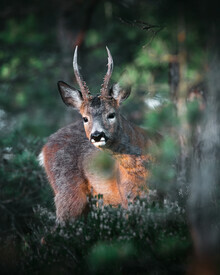Daniel Öberg, Curious deer (Sweden, Europe)