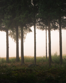Daniel Öberg, Foggy morning (Sweden, Europe)