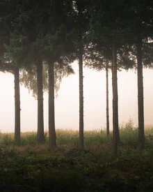 Foggy morning over a forest in Sweden, soft colors and a calm atmosphere.